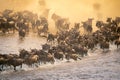 Blue wildebeest herd crossing river in dust Royalty Free Stock Photo