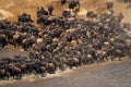 Blue wildebeest herd crossing river in sunshine Royalty Free Stock Photo