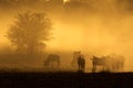 Blue wildebeest herd in dust at sunrise