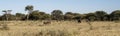 Herd of wildebeest grazing away in dry yellow grass of African acacia bushveld landscape at Okonjima Nature Reserve, Namibia