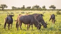 Blue Wildebeest herd grazing Royalty Free Stock Photo