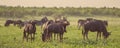 Blue Wildebeest herd grazing Royalty Free Stock Photo