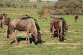 Blue wildebeest herd grazing - Kalahari Royalty Free Stock Photo