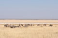 Blue Wildebeest herd grazing Royalty Free Stock Photo