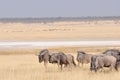 Blue Wildebeest herd grazing Royalty Free Stock Photo