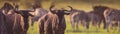 Blue Wildebeest herd grazing panorama Royalty Free Stock Photo