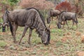 Blue wildebeest: Connochaetes taurinus Royalty Free Stock Photo