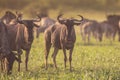 Blue Wildebeest herd grazing at sunset Royalty Free Stock Photo