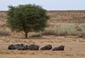 Blue Wildebeest herd in the Kalahari desert