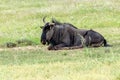 Blue Wildebeest in Kalahari, South Africa Royalty Free Stock Photo