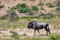Blue Wildebeest in Kalahari, South Africa Royalty Free Stock Photo