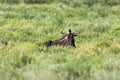 Blue Wildebeest in Kalahari, South Africa Royalty Free Stock Photo