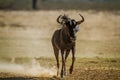 Blue wildebeest in Kgalagadi transfrontier park, South Africa