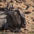 Blue Wildebeest lying down Royalty Free Stock Photo