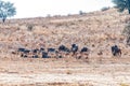 Blue wildebeest lying and springbok standing in the Kgalagadi
