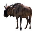 Blue wildebeest Royalty Free Stock Photo