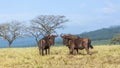 Blue wildebeest in Mlilwane wildlife sanctuary, Swaziland