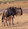 Blue Wildebeest mother with foal Royalty Free Stock Photo