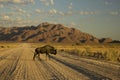 Blue Wildebeest Namib-Naukluft National Park Namibia Royalty Free Stock Photo