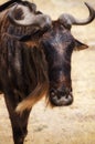 Blue Wildebeest, Ngorongoro Crater