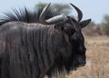 Blue wildebeest in Nxai-Pan-National Park, Botswana