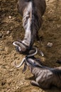 Blue Wildebeest playing with its horns Royalty Free Stock Photo