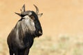 Blue-wildebeest portrait standing proud. Isolated. Kgalagadi, South-Africa. Connochaetes taurinus