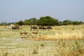 Blue Wildebeest Rutting