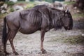 blue wildebeest in a safari park Royalty Free Stock Photo