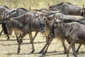 Blue wildebeest on savannah. Royalty Free Stock Photo