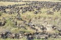 Blue Wildebeest on savannah in high grass Royalty Free Stock Photo