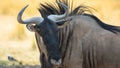 Blue Wildebeest, side view, africa nationalpark Royalty Free Stock Photo