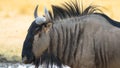 Blue Wildebeest, side view, africa nationalpark Royalty Free Stock Photo