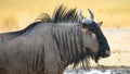 Blue Wildebeest, side view, africa nationalpark Royalty Free Stock Photo