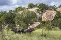 BBlue wildebeest in Kruger National park, South Africa