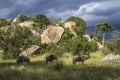BBlue wildebeest in Kruger National park, South Africa