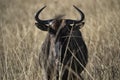 Blue wildebeest in South Africa plains.