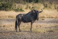 Blue wildebeest standing on savannah facing camera Royalty Free Stock Photo
