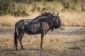 Blue wildebeest standing on savannah staring ahead Royalty Free Stock Photo