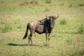 Blue wildebeest stands eyeing camera in grass Royalty Free Stock Photo