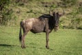 Blue wildebeest stands eyeing camera on grass Royalty Free Stock Photo