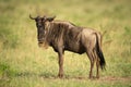 Blue wildebeest stands eyeing camera in savannah Royalty Free Stock Photo