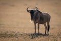 Blue wildebeest stands eyeing camera in sunshine Royalty Free Stock Photo