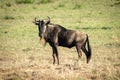 Blue wildebeest stands in grass eyeing camera Royalty Free Stock Photo