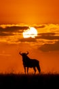 Blue wildebeest stands on horizon in silhouette Royalty Free Stock Photo