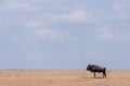 Blue wildebeest stands on savannah near horizon