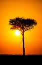 Blue Wildebeest at sunset crossing the Masai Mara during the annual migration Royalty Free Stock Photo