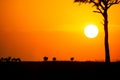 Blue Wildebeest at sunset crossing the Masai Mara during the annual migration Royalty Free Stock Photo