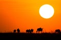 Blue Wildebeest at sunset crossing the Masai Mara during the annual migration Royalty Free Stock Photo