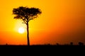 Blue Wildebeest at sunset crossing the Masai Mara during the annual migration Royalty Free Stock Photo